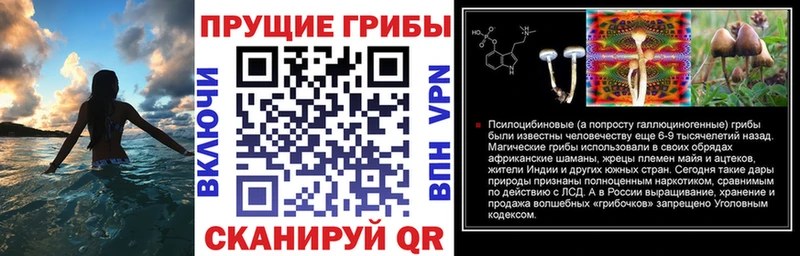 Галлюциногенные грибы прущие грибы  Каргат 
